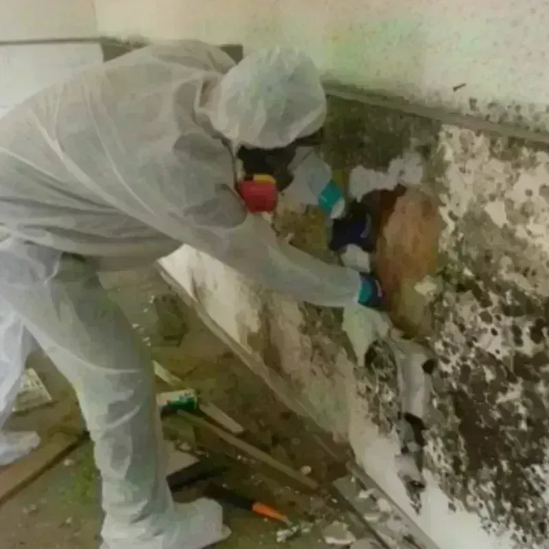 Mold Remediation and Removal in Gilmer, TX